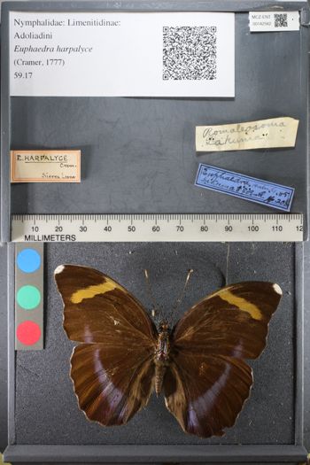 Media type: image;   Entomology 142562